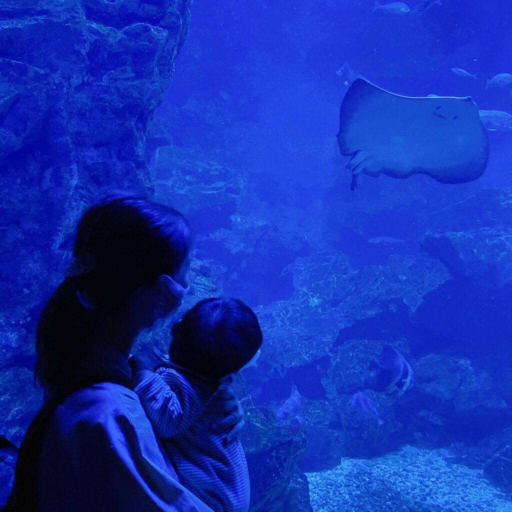 京都水族館のエイと赤ちゃん